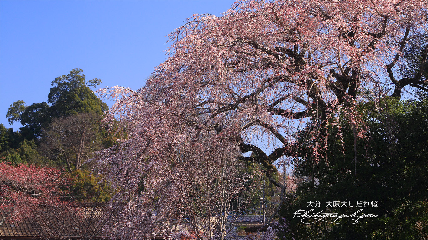 大原大しだれ桜 壁紙