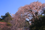 大原大しだれ桜
