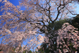 大原大しだれ桜