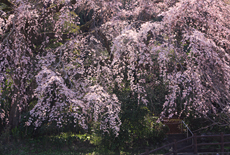 大原大しだれ桜