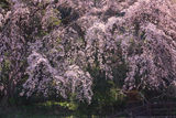 大原大しだれ桜