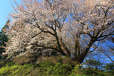 宮の崎の大桜