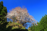 宮の崎のヤマザクラ