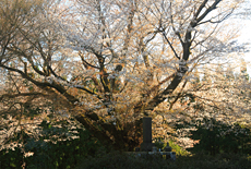 宮の崎の大桜