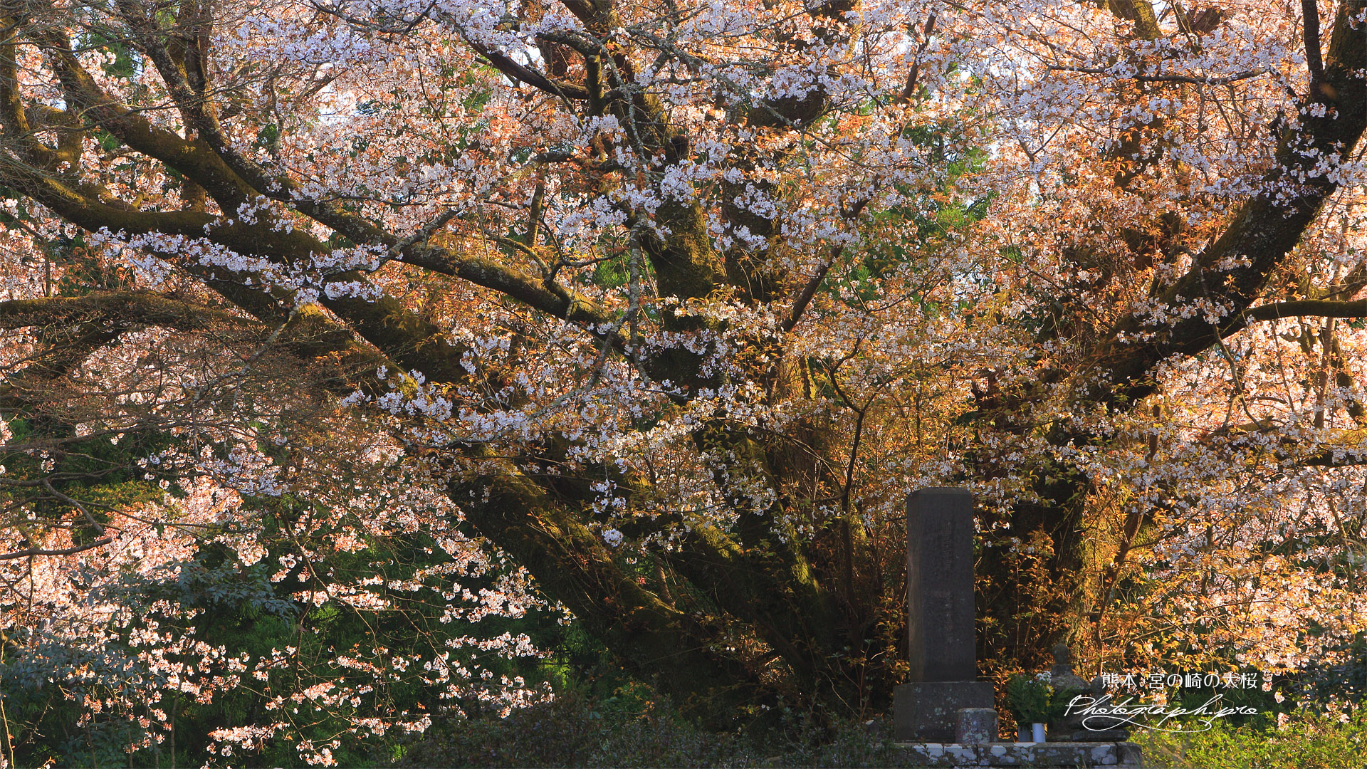 宮の崎の大桜