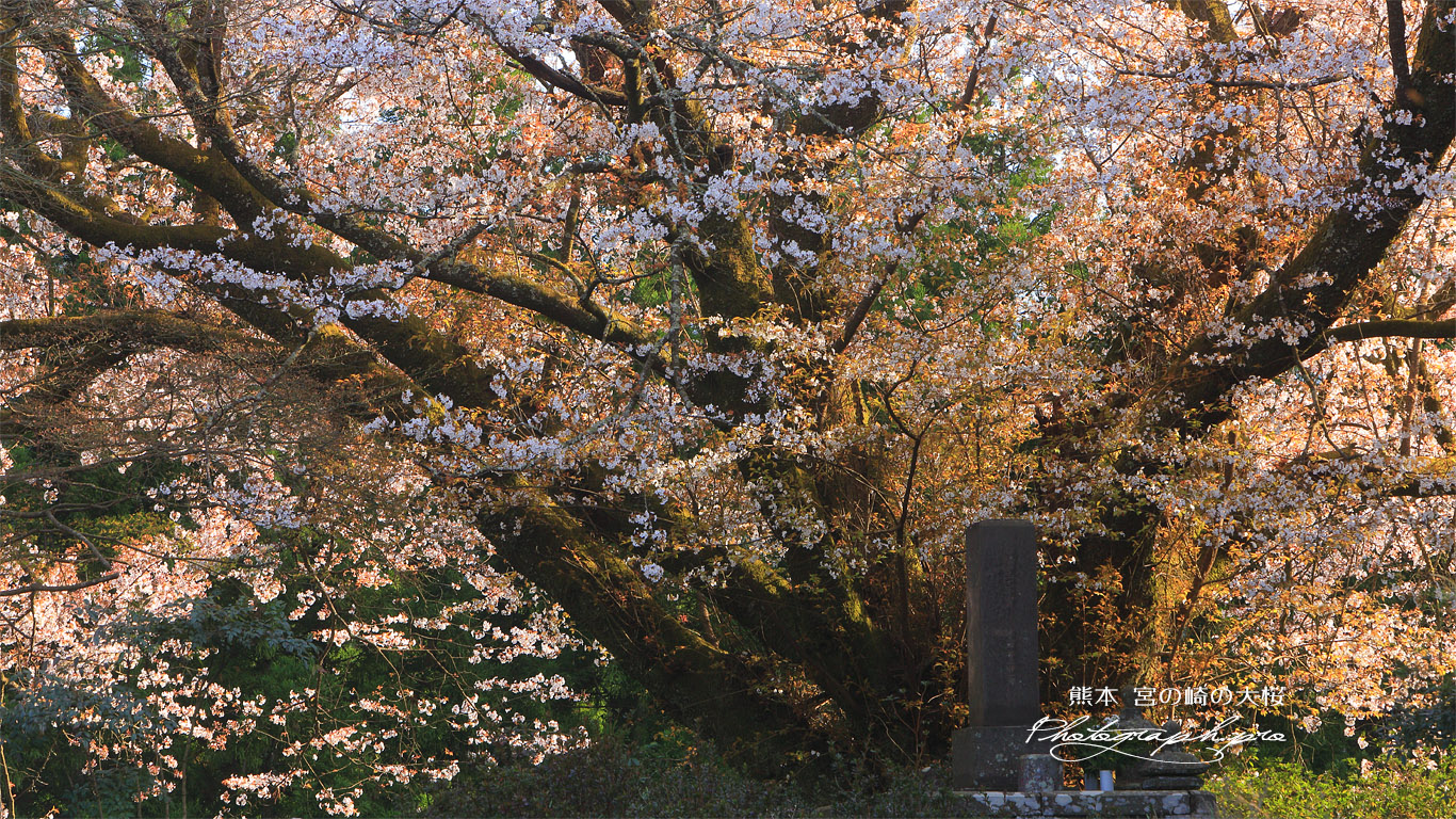 宮の崎の大桜 壁紙