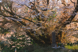 宮の崎の大桜