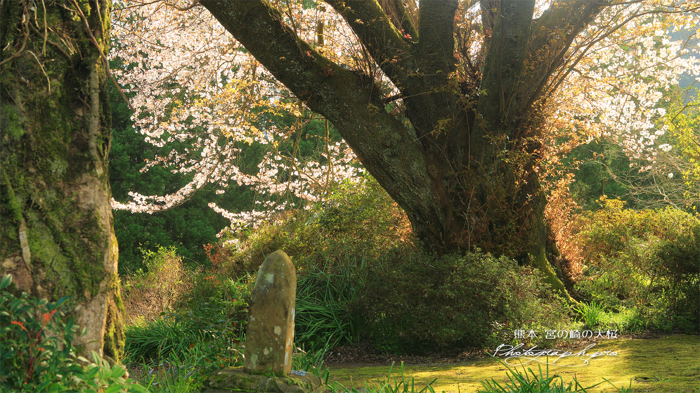 宮の崎の山桜 壁紙