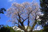 奥十曽のエドヒガン桜