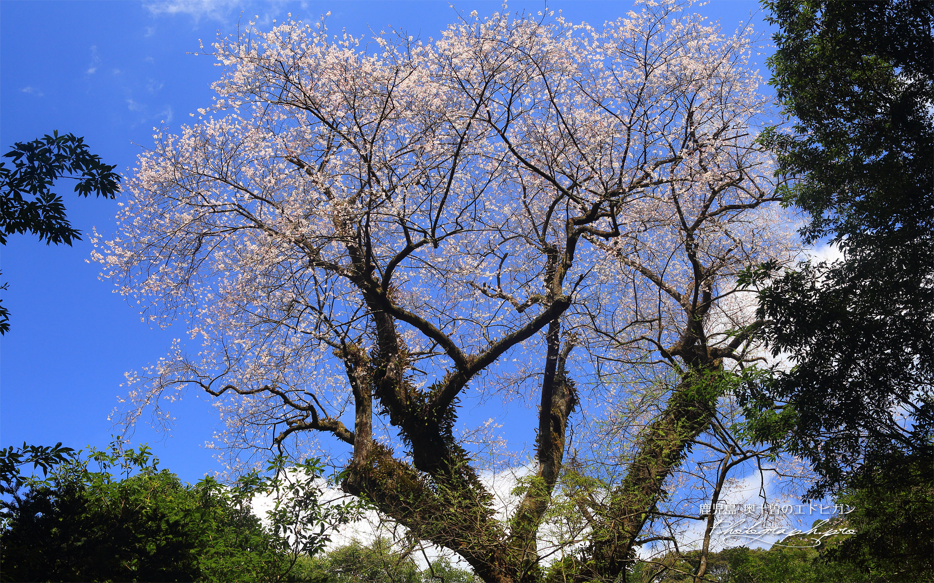 奥十曽のエドヒガン桜