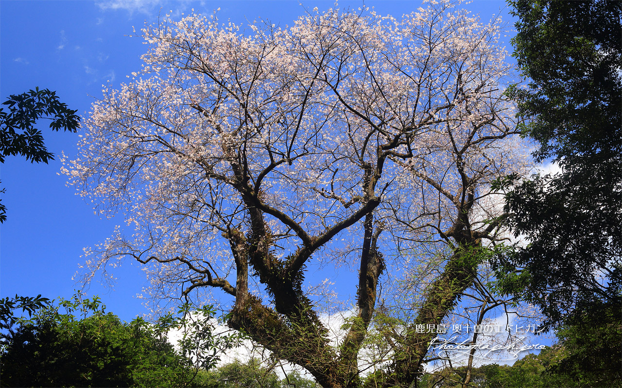 奥十曽のエドヒガン桜 壁紙