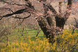 千女房の山桜
