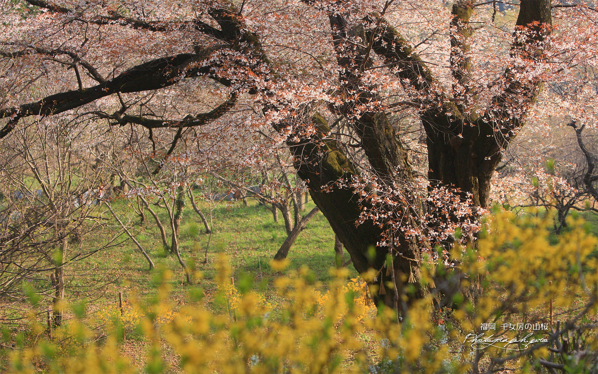 千女房の山桜