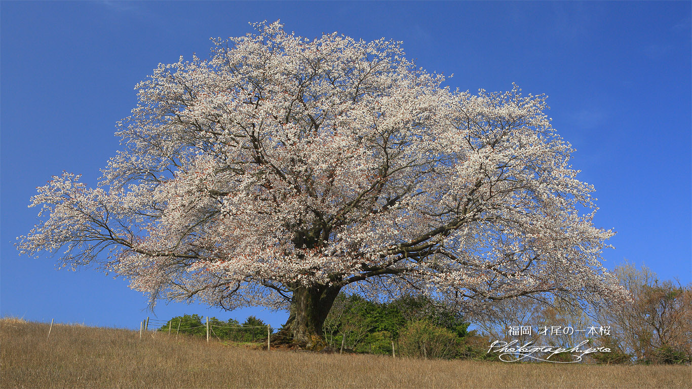 才尾の一本桜 壁紙