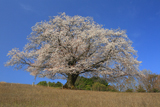 才尾の一本桜