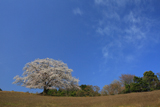 才尾の一本桜