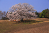 才尾の一本桜