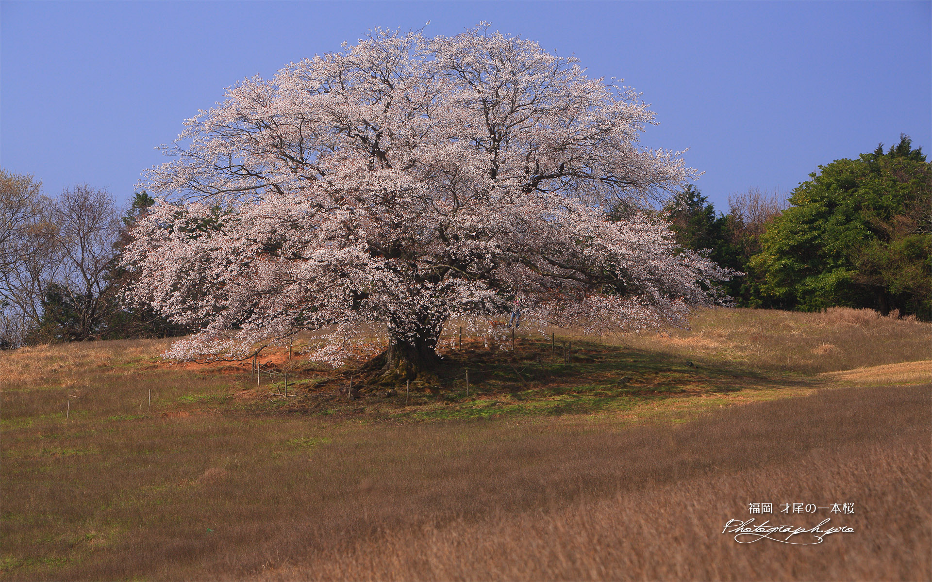才尾の一本桜