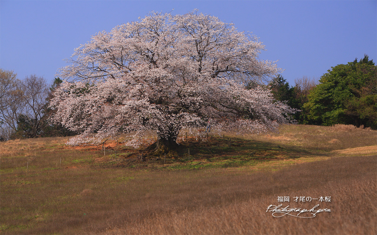 才尾の一本桜 壁紙