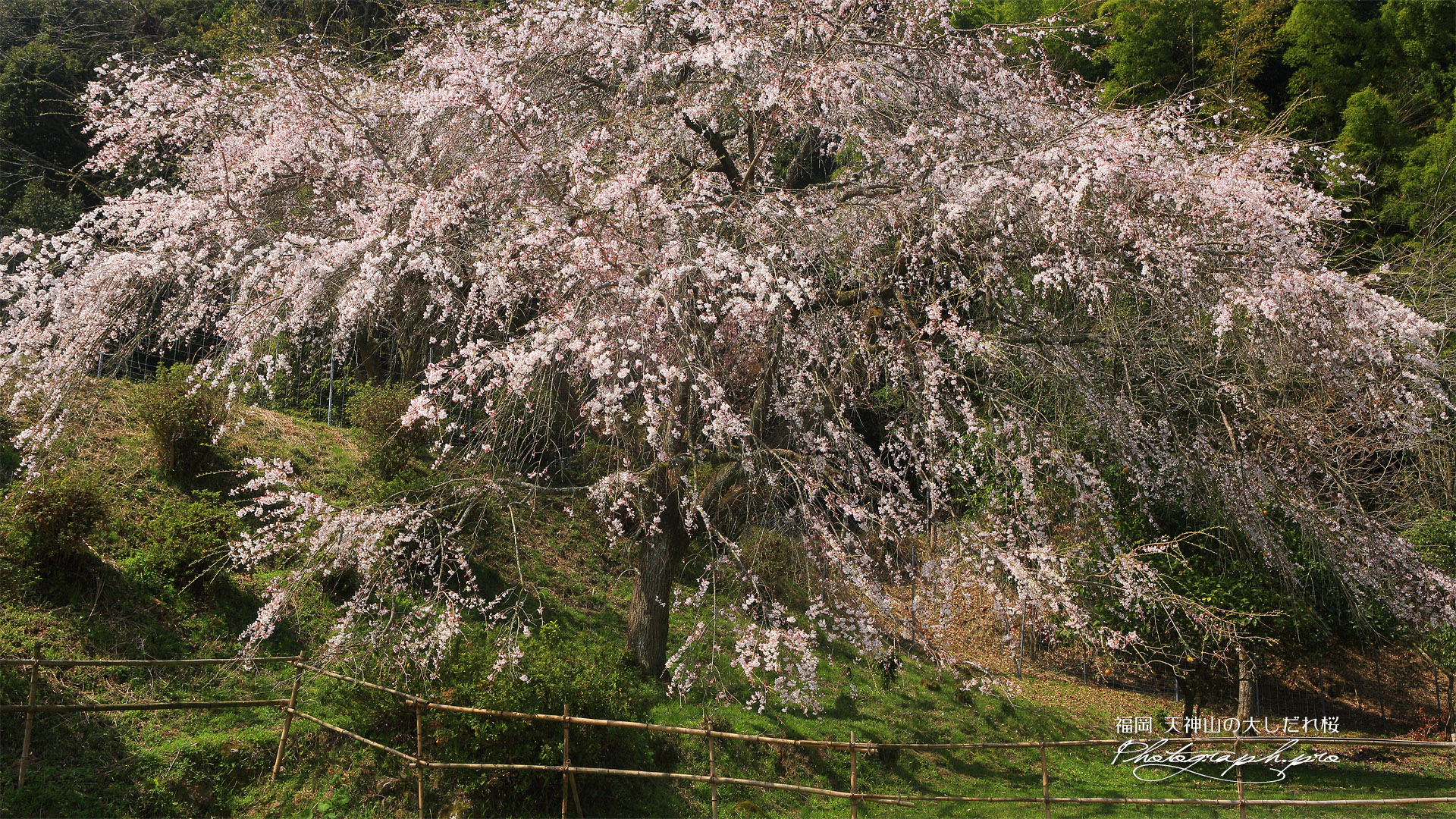 天神山の大しだれ桜