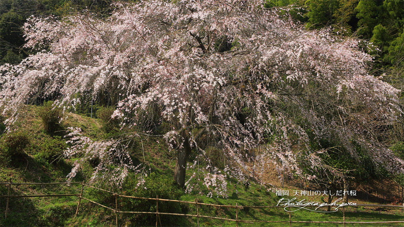天神山の大しだれ桜 壁紙