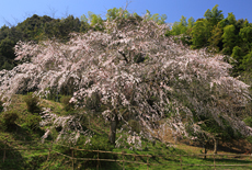天神山の大しだれ桜