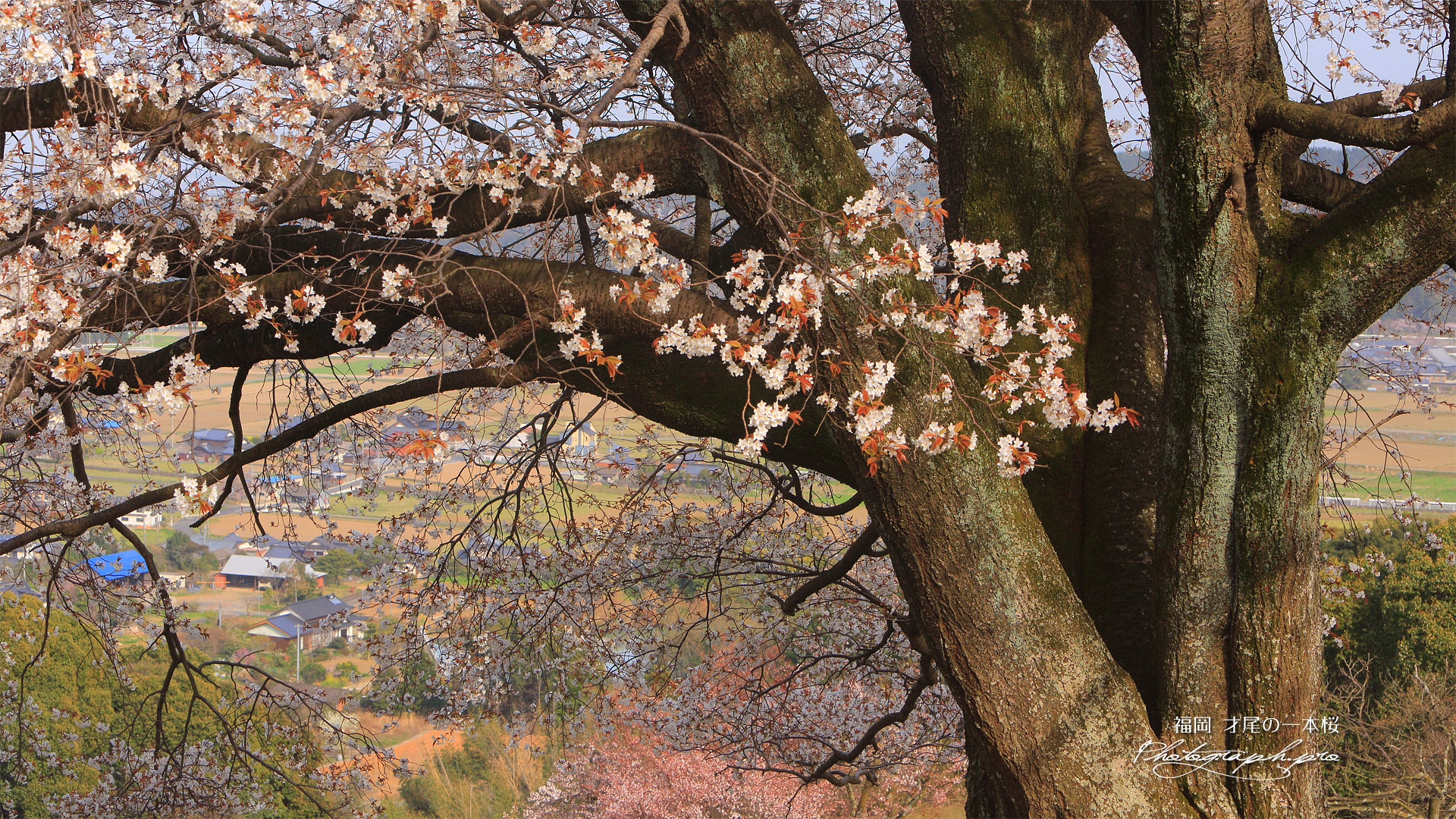 才尾の一本桜