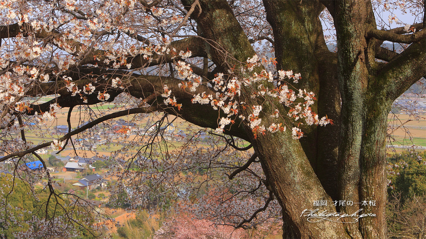 才尾の一本桜 壁紙