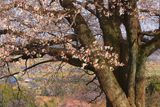 才尾の一本桜