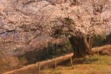 才尾の一本桜
