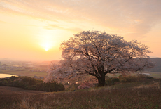 才尾の一本桜
