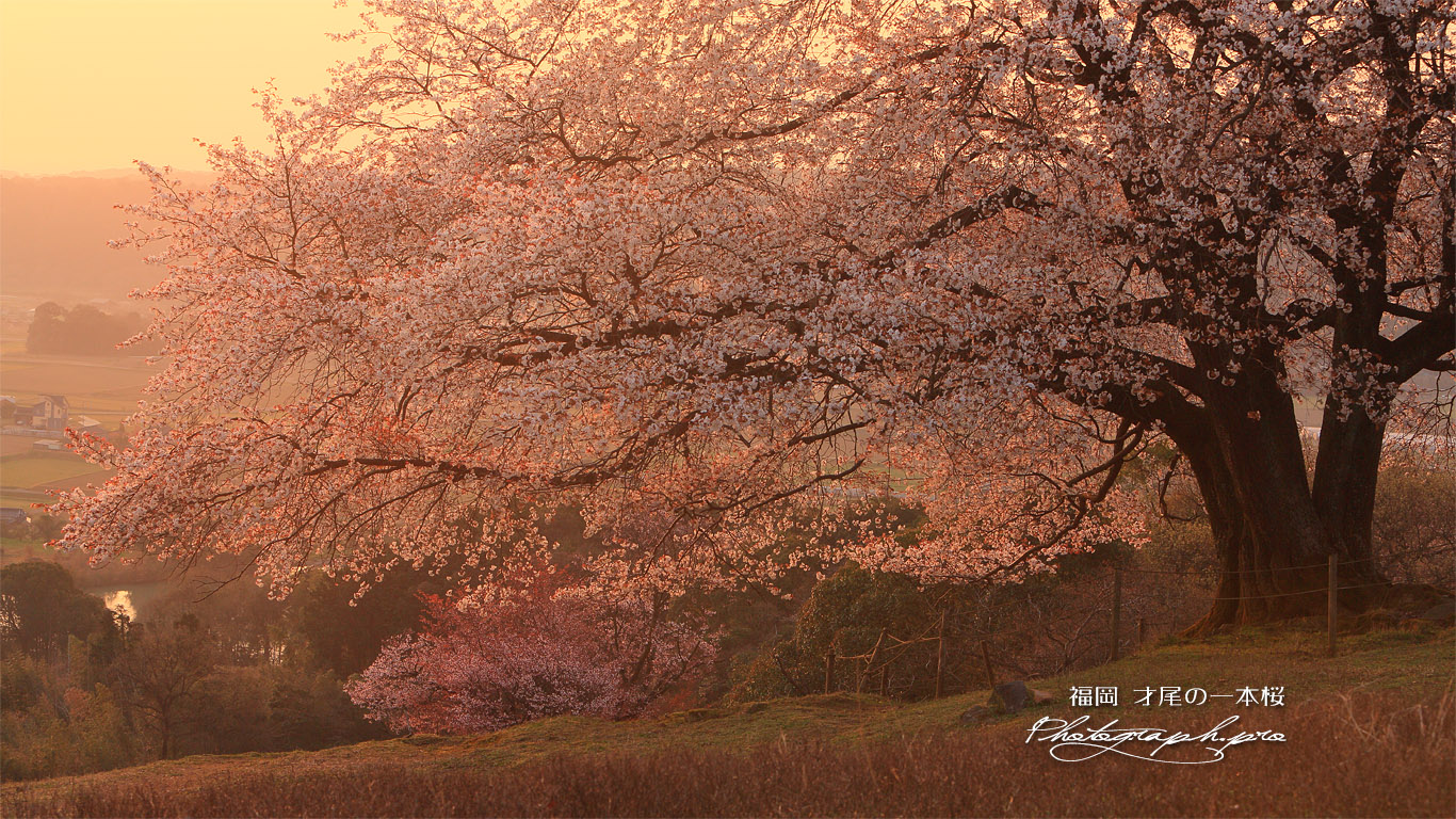 才尾の一本桜 壁紙