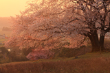 才尾の一本桜