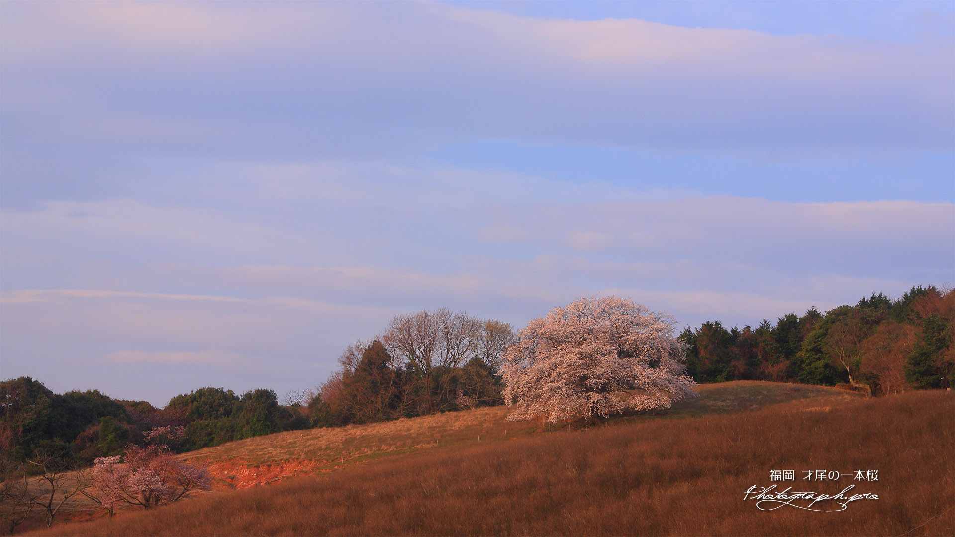 才尾の一本桜