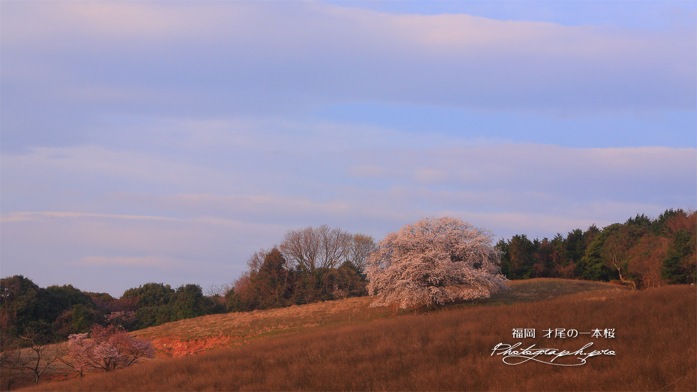 才尾の一本桜 壁紙