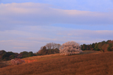 才尾の一本桜