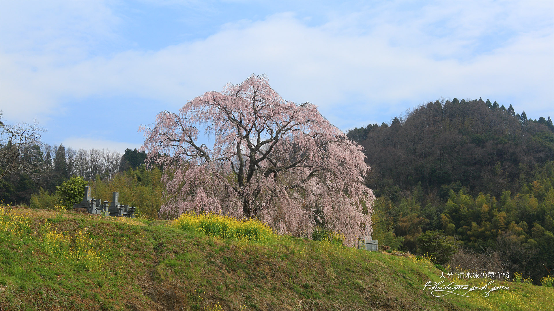 清水家の墓守桜