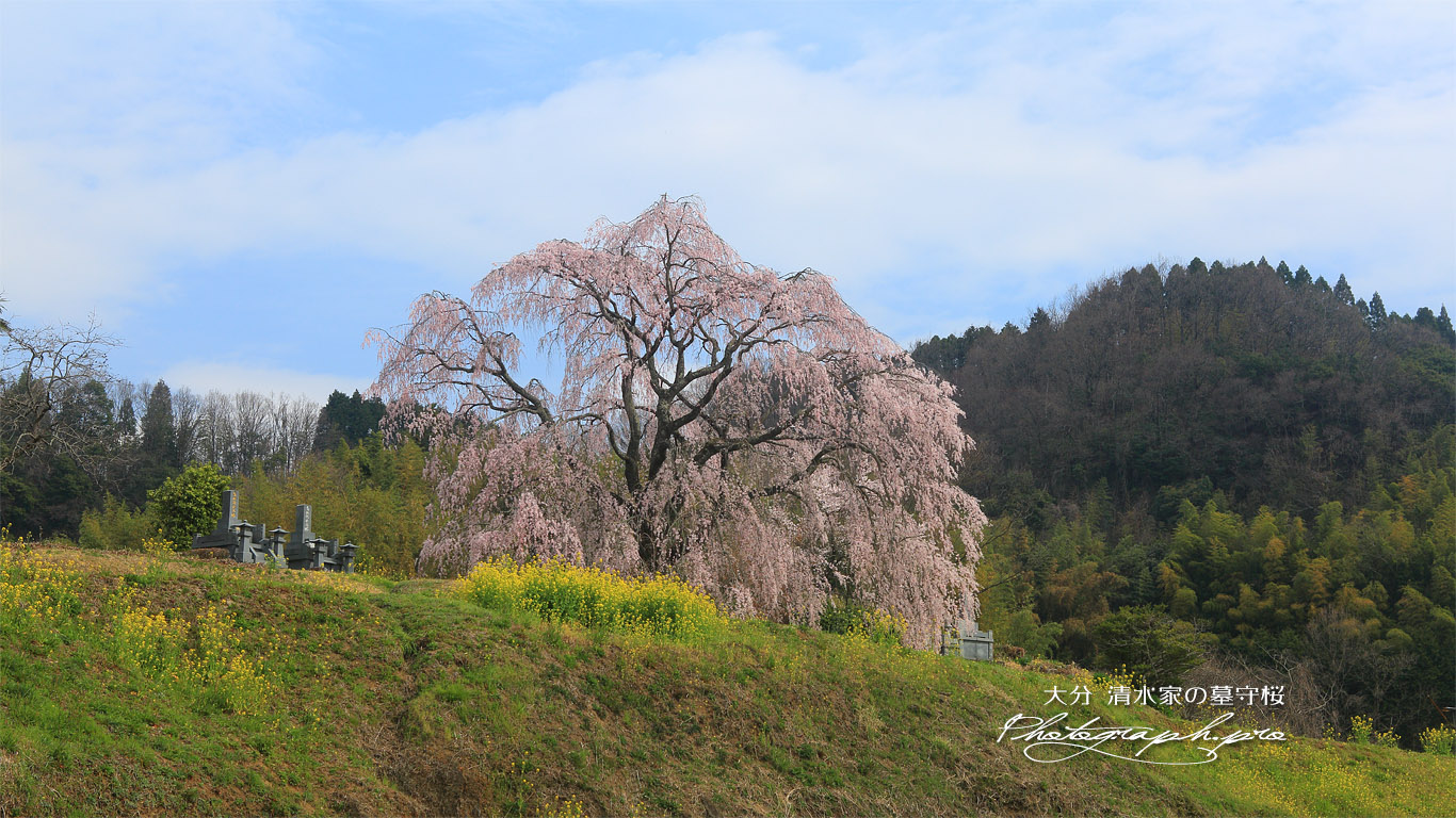 清水家の墓守桜 壁紙