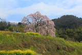 清水家の墓守桜