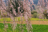 清水家の墓守桜