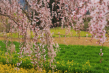 清水家の墓守桜