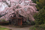 天神様のしだれ桜