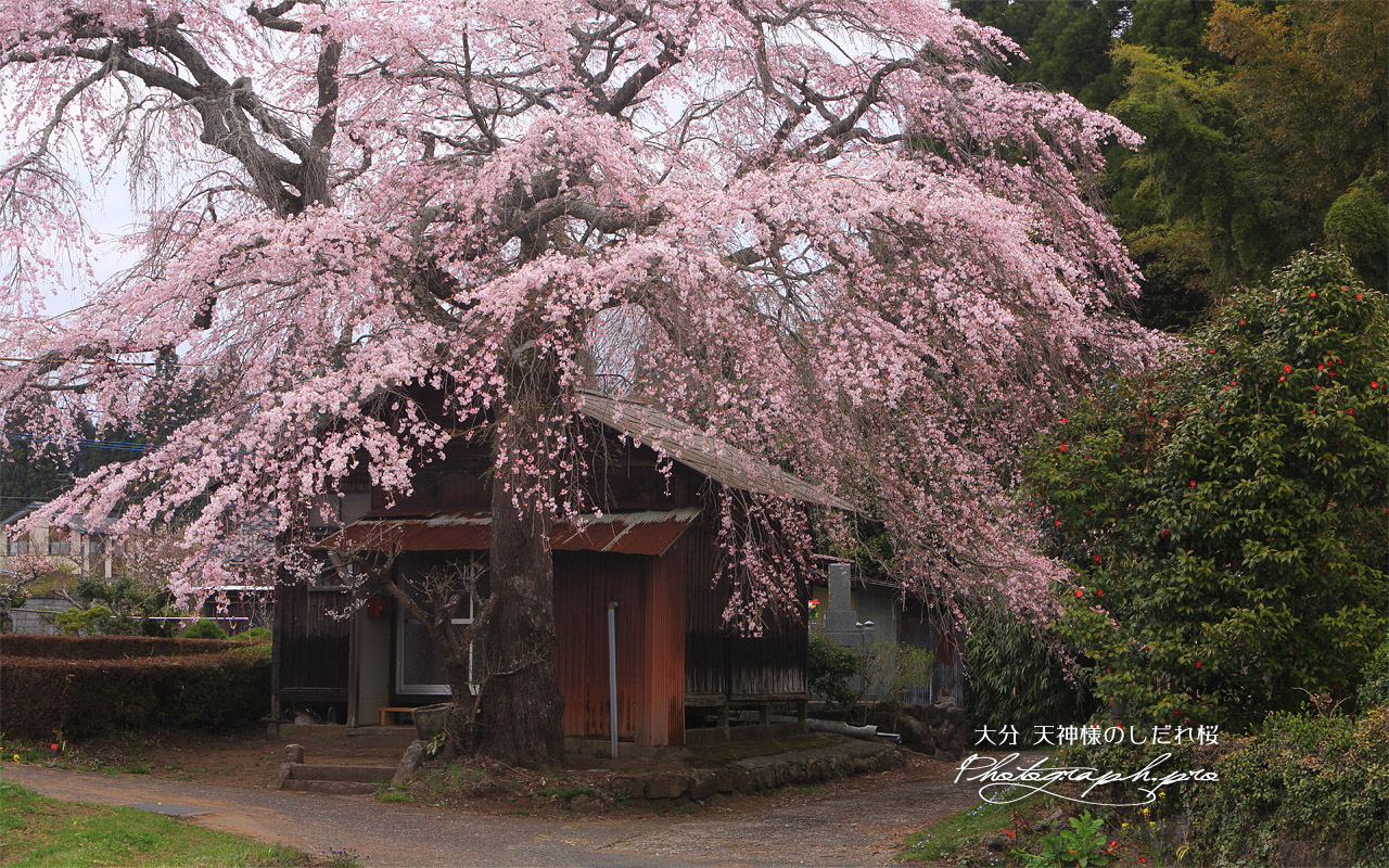 天神様のしだれ桜 壁紙