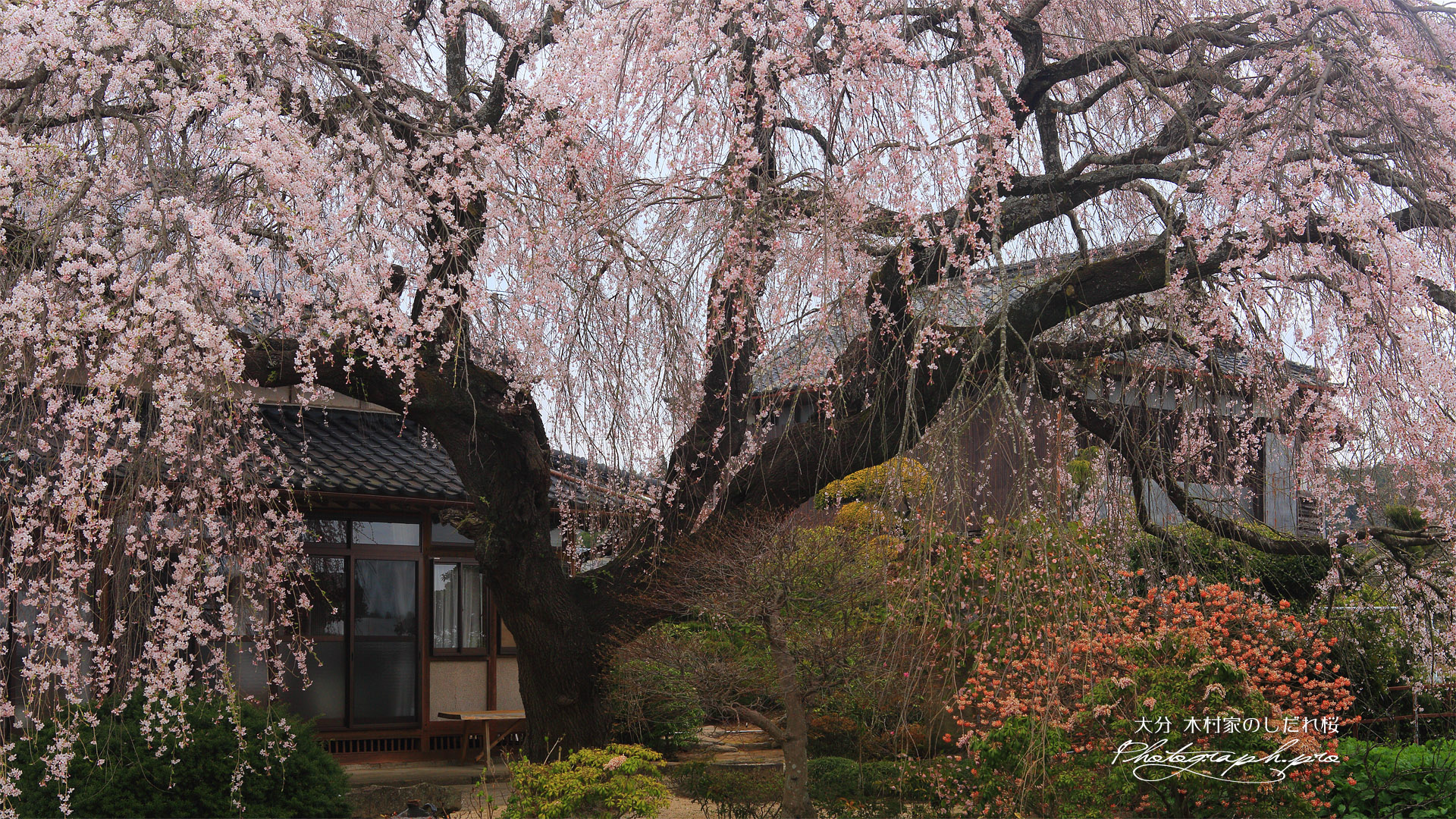 木村家のしだれ桜