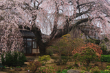 木村家のしだれ桜