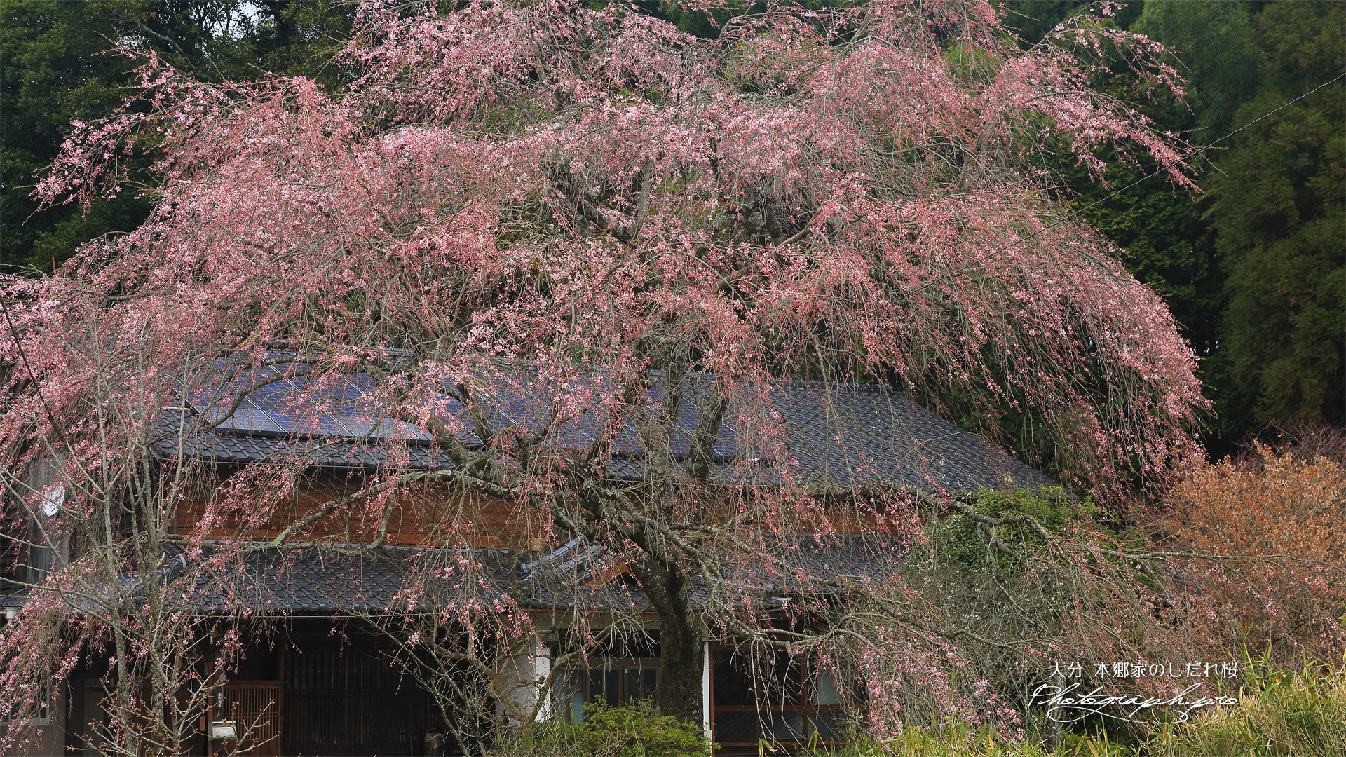 本郷家のしだれ桜