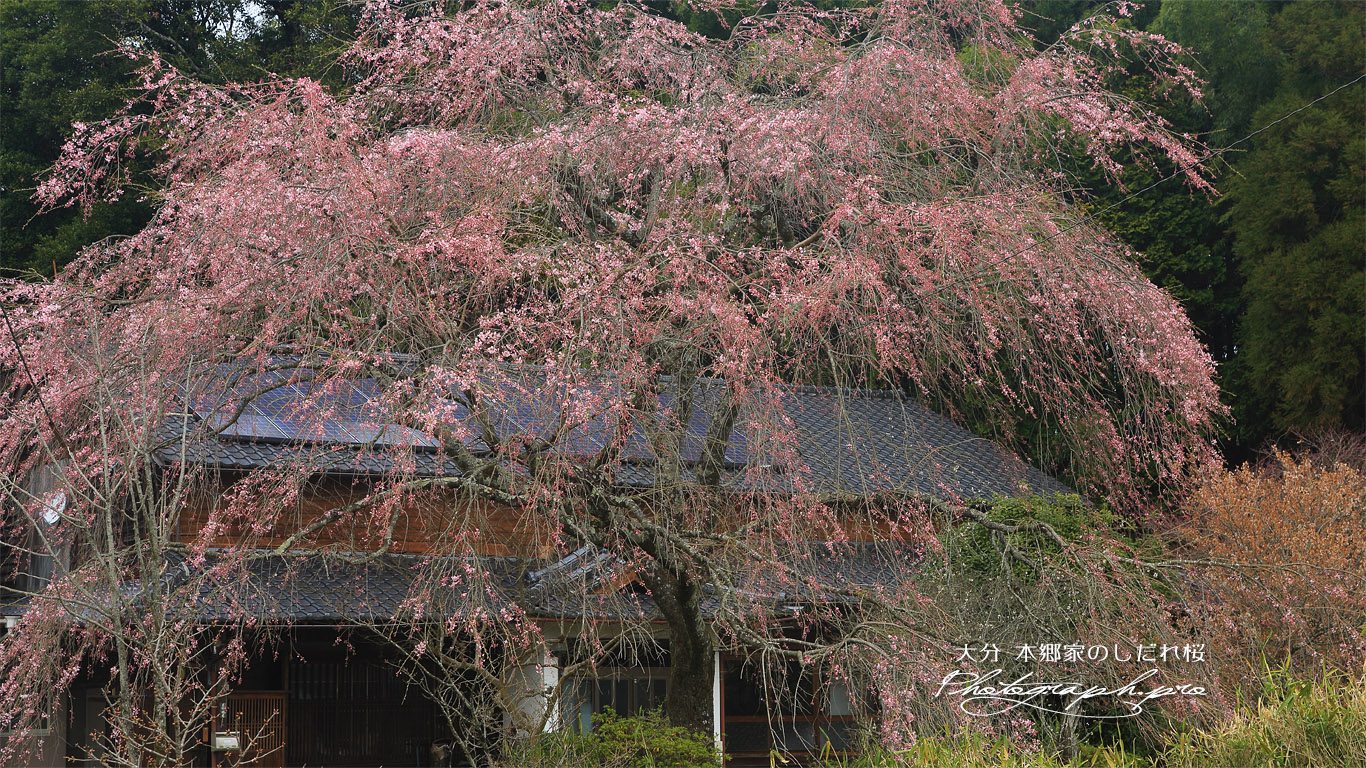 本郷家のしだれ桜 壁紙