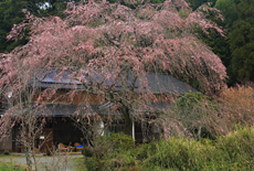 本郷家のしだれ桜