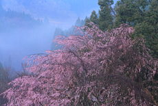 宮城台小下しだれ桜