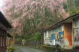 宮城台小下しだれ桜